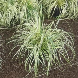 Viksva (Carex conica)  &#039;Snowline&#039;